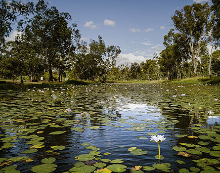 Chinaman's Lagoon in daytime with flowers in bloom